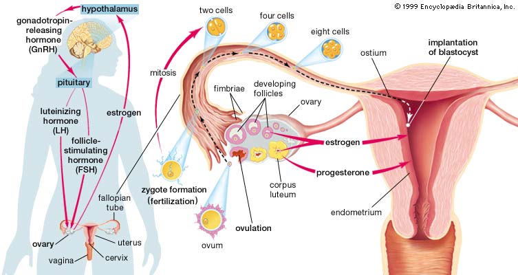 Dr. John Kuo IVF Infertility Fertility Reproductive MD Doctor Beverly Hills Los Angeles CA California 郭大庆 不孕症 试管婴儿 双博士 医生 洛杉矶 加州 郭大慶 中国 醫生 試管嬰兒 洛杉磯 Irvine Arcadia Alhambra Pasadena Diamond Bar Rowland Hacienda Heights Cost Treatment Fertilization baby