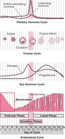 Dr. John Kuo IVF Infertility Fertility Reproductive MD Doctor Beverly Hills Los Angeles CA California 郭大庆 不孕症 试管婴儿 双博士 医生 洛杉矶 加州 郭大慶 中国 醫生 試管嬰兒 洛杉磯 Irvine Arcadia Alhambra Pasadena Diamond Bar Rowland Hacienda Heights Cost Treatment Fertilization baby