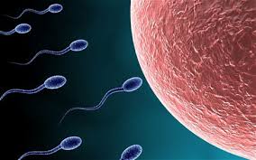 Dr. John Kuo IVF Infertility Fertility Reproductive MD Doctor Beverly Hills Los Angeles LA CA California 郭大庆 不孕症 试管婴儿 双博士 医生 洛杉矶 加州 郭大慶 中国 醫生 試管嬰兒 洛杉磯 Irvine Arcadia Alhambra Pasadena Diamond Bar Rowland Hacienda Heights Cost Treatment Fertilization baby birth Dr. John Kuo IVF Infertility Fertility Reproductive MD Doctor Beverly Hills Los Angeles LA CA California 郭大庆 不孕症 试管婴儿 双博士 医生 洛杉矶 加州 郭大慶 中国 醫生 試管嬰兒 洛杉磯 Irvine Arcadia Alhambra Pasadena Diamond Bar Rowland Hacienda Heights Cost Treatment Fertilization baby birth